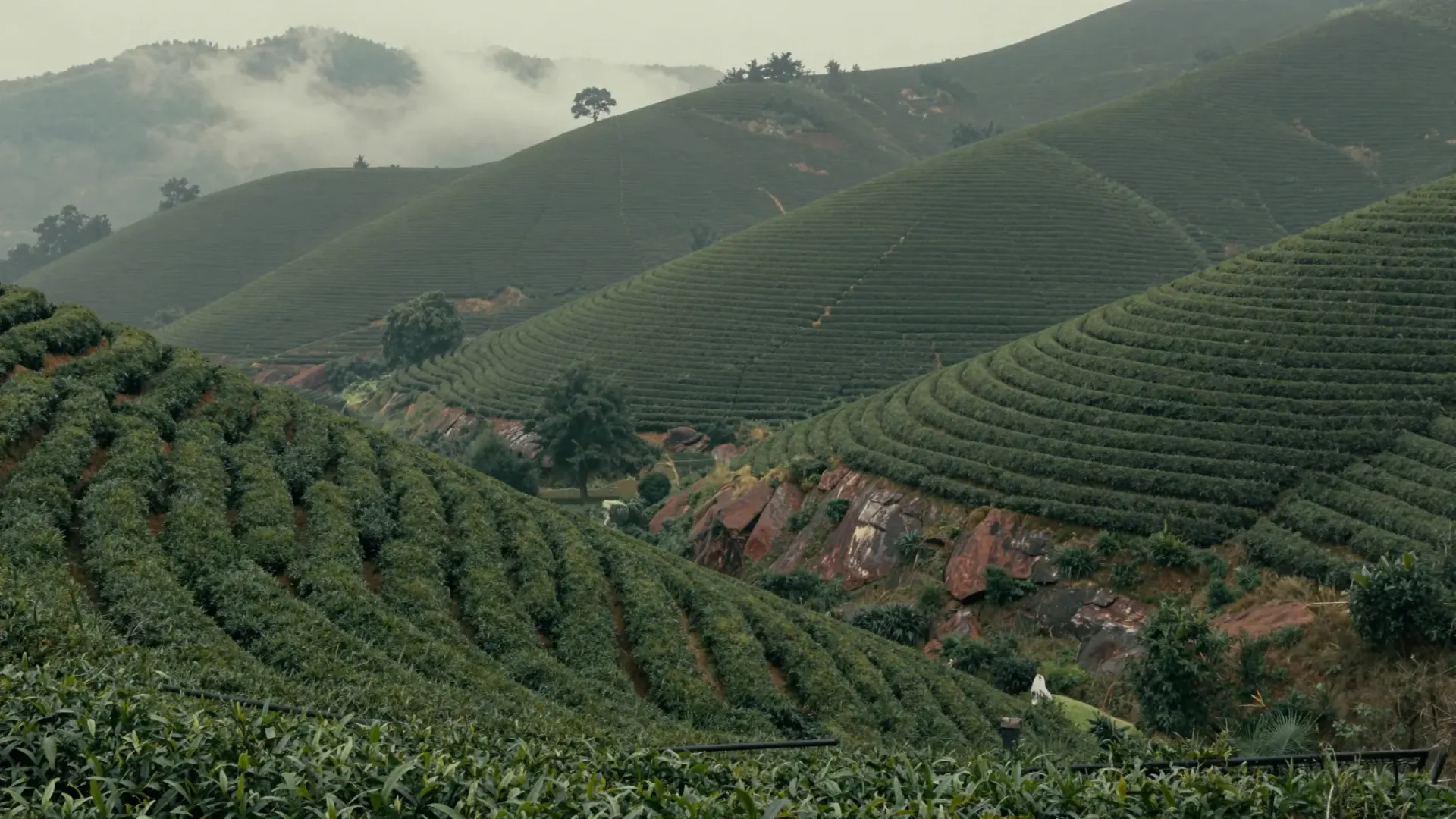 Terraced tea hills in Anxi, Fujian: clipped rows following the contours of rolling hills on red-yellow granitic soil, under soft overcast light.