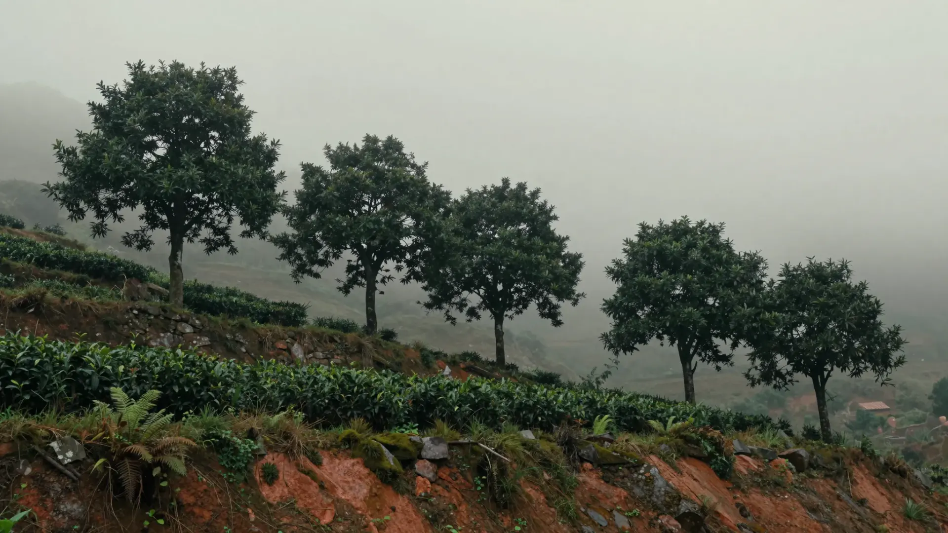 Phoenix Mountain above Chaozhou: tall individual old Dancong tea trees standing apart from one another on a misty granitic slope, not clipped into hedges.