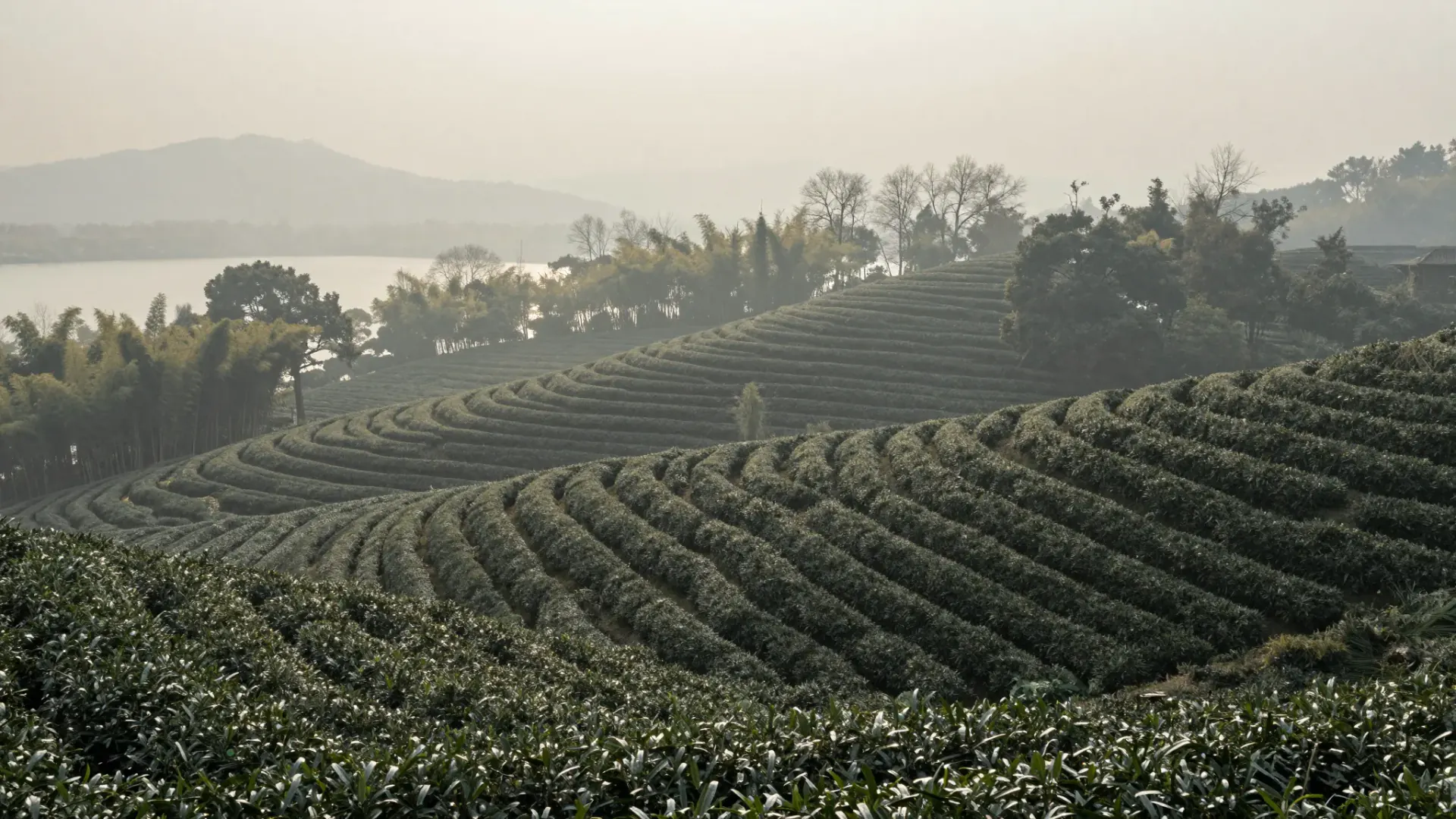 Low hills beside West Lake, Hangzhou: neat clipped tea rows on gentle slopes with mist lying across them, no mountains behind.