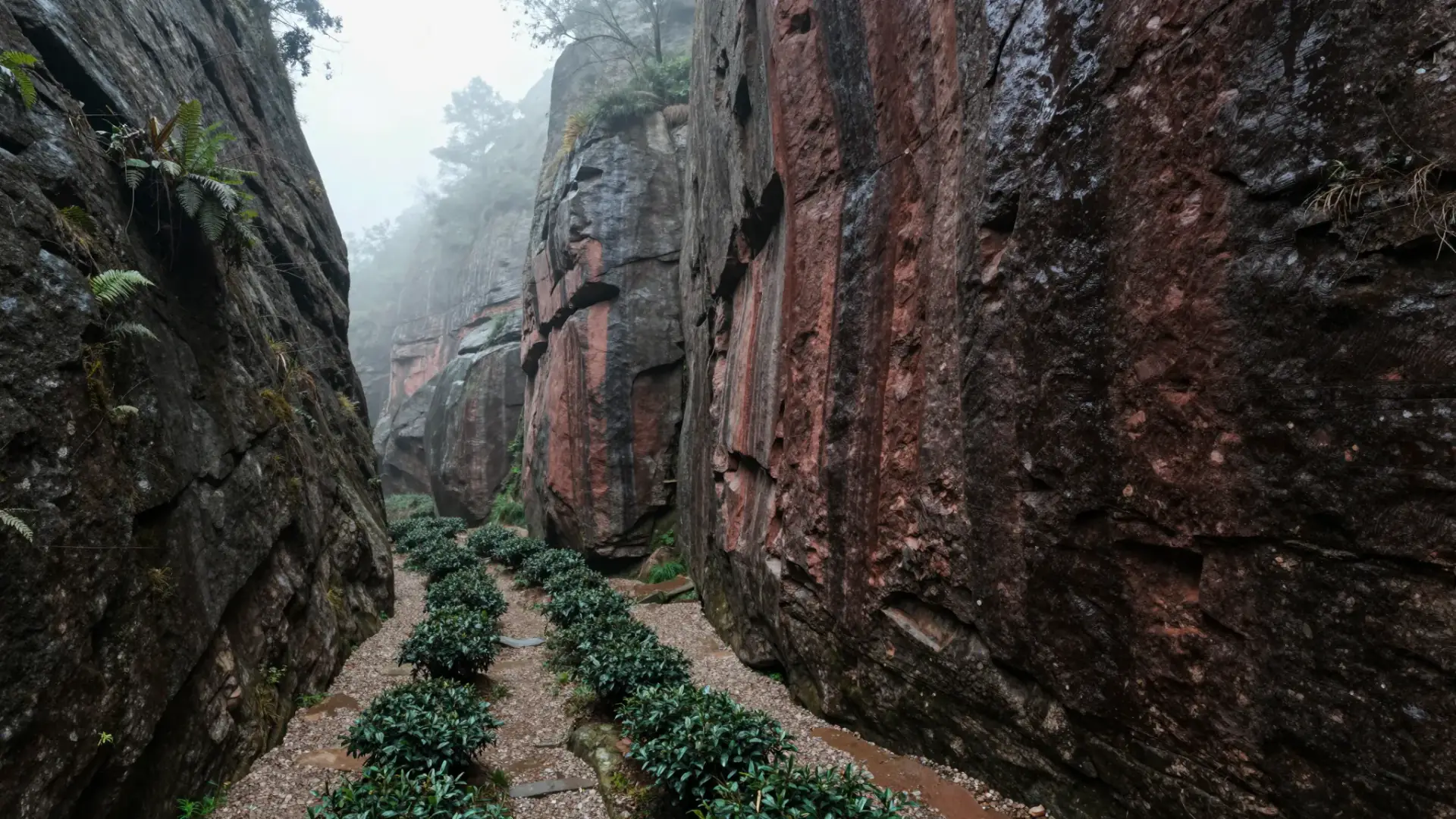 A narrow ravine in the Wuyi Mountains: sheer banded cliffs of red Danxia sandstone on both sides, with small rows of tea bushes growing on the thin gravelly floor of the gorge between them.